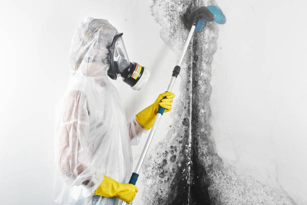 Best Industrial Mold Remediation  in Fruitvale, CO