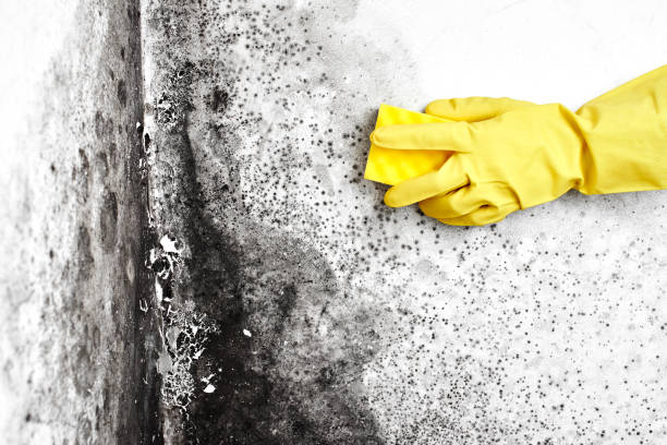 Best Mold Odor Removal Services  in Fruitvale, CO