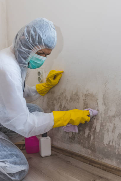 Best Post-Construction Mold Inspection  in Fruitvale, CO
