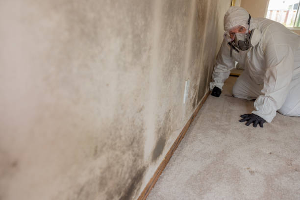Best Commercial Mold Inspection  in Fruitvale, CO